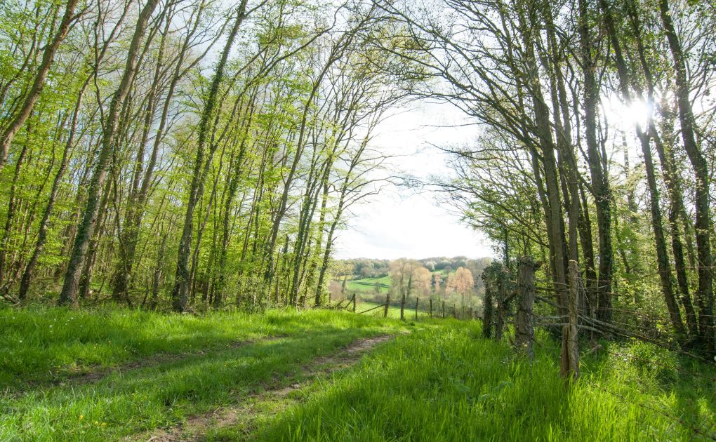 Forêt au bord de la Loire